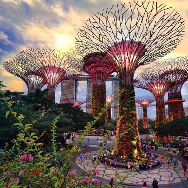 Supertree Grove @ Gardens by the Bay
