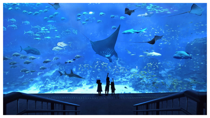 SEA. Aquarium Singapore