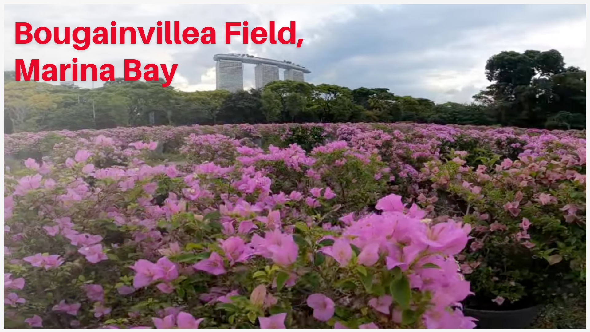 Bougainvillea Field at Marina Bay